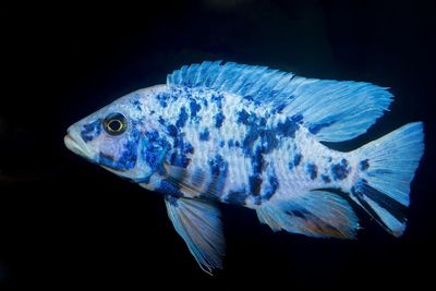 Close-up of fish swimming in sea