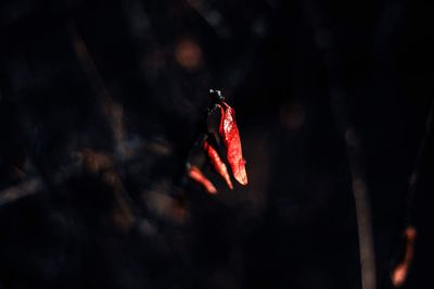 Close-up of red butterfly