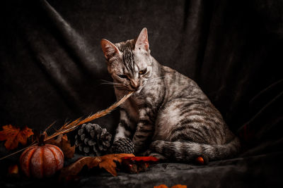 Close-up of cat resting