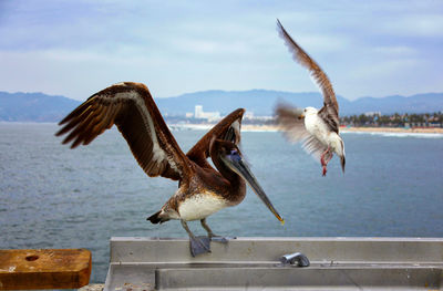 Seagulls flying over sea against sky