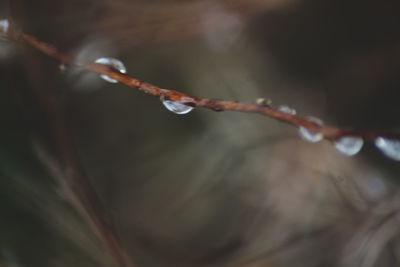 Close-up of water drops on twig