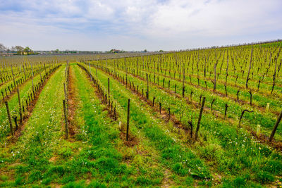 Scenic view of vineyard against sky