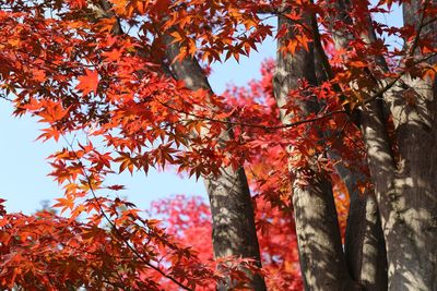 Low angle view of trees during autumn