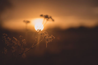 Close-up of wilted plant during sunset