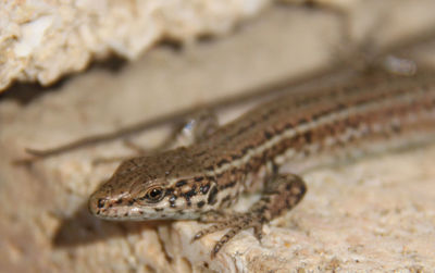 Close-up of lizard