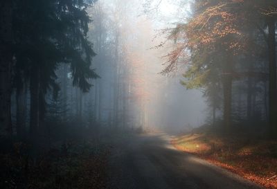 Road amidst trees during foggy weather