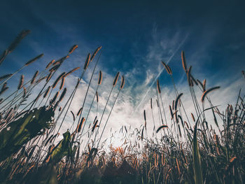 Low angle view of stalks against sky