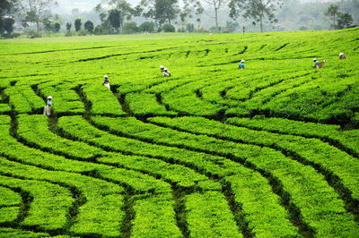 Tea garden