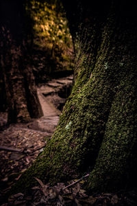 Close-up of tree trunk in forest