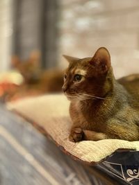 Close-up of a cat looking away