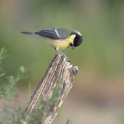 Close-up of bird perching on wood