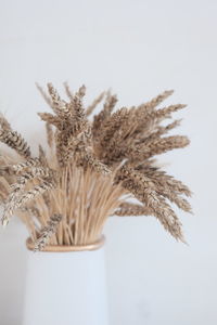 Close-up of dead plant against white background