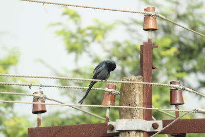 Black drongo bird with two tails sitting on electric line or electric post on the morning