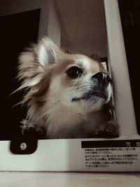 Close-up portrait of dog at home