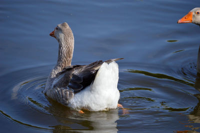 Duck swimming in lake