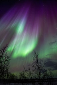 Low angle view of silhouette trees against sky at night