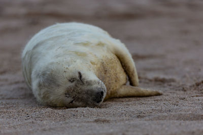 Close-up of a dog sleeping on sand