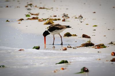 Birds in water