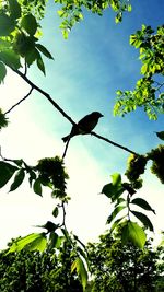 Low angle view of tree against sky