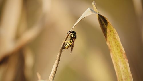 Close-up of butterfly on plant