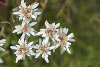 Close-up of white flowering plant