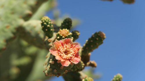 Close-up of fresh white flowers against clear blue sky