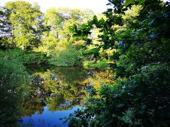 Trees by lake in forest against sky