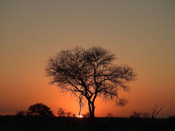 Silhouette tree against clear sky during sunset