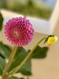 Close-up of pink flowering plant