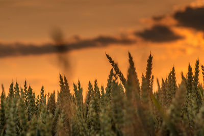 Close-up of stalks in field against orange sky