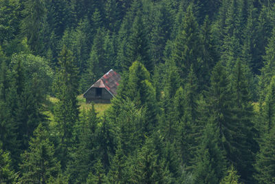 Scenic view of pine trees in forest and hut