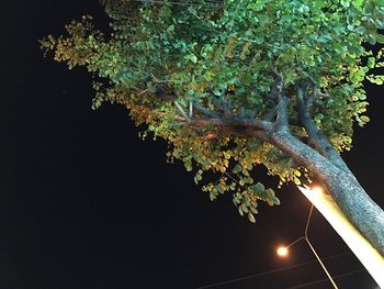 Low angle view of tree against sky at night