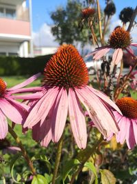 Close-up of pink flowering plant
