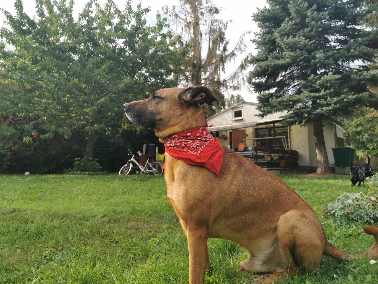 DOG LOOKING AWAY WHILE SITTING ON FIELD