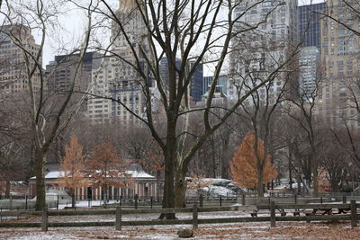 Bare trees in park during winter