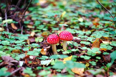 Close-up of fly agaric mushroom in forest