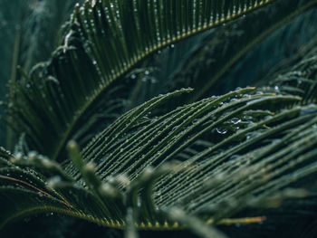 Close-up of wet plant leaves during rainy season