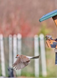 Close-up of birds flying