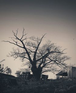 Bare trees against sky