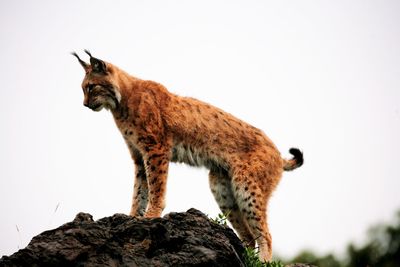 Low angle view of cat against clear sky