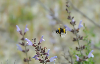 Close-up of insect on flower