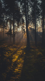 Trees in forest during autumn