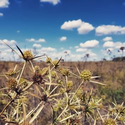 Close-up of plants against sky