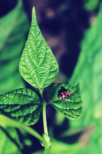 Close-up of insect on leaf