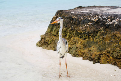 View of a bird on rock