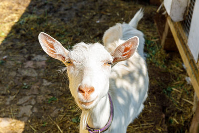 High angle view of goat on field