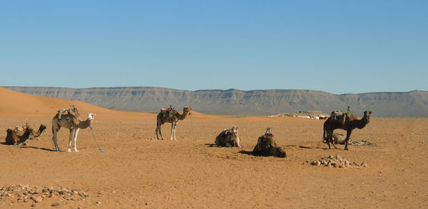 Panoramic view of people on desert against sky