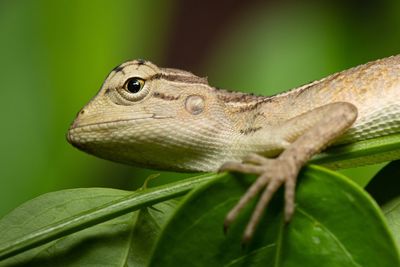 Close-up of lizard