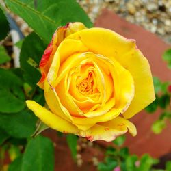 Close-up of yellow rose blooming outdoors