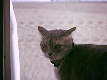 Close-up portrait of cat